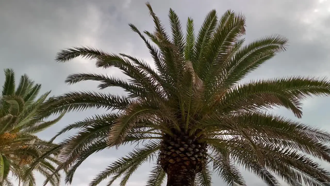 Palm leaves in the wind against a gray cloudy sky