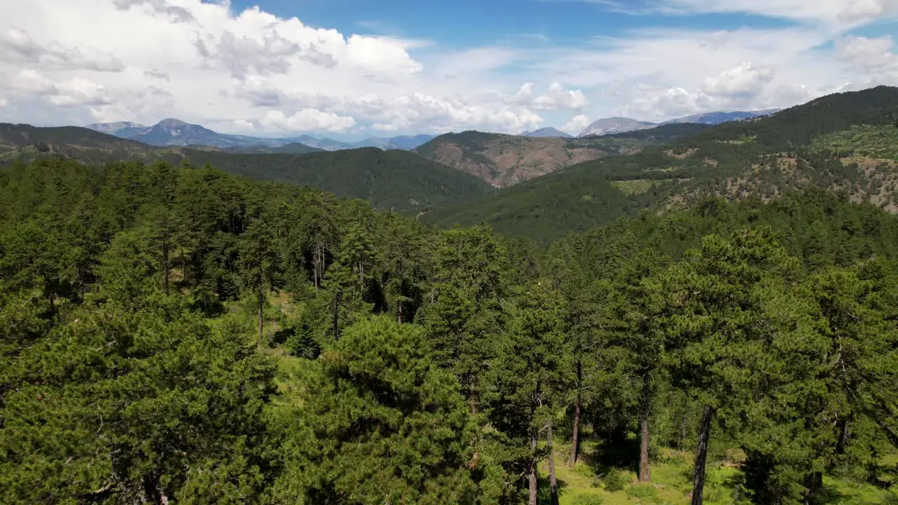 Evergreen forest pine trees and grassy meadows on mountains slopes under cloudy sky in Albania