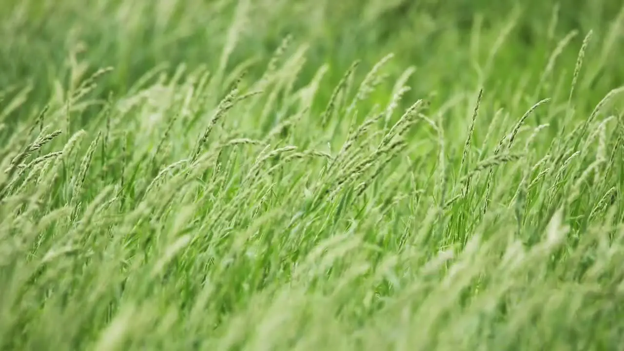 Slow motion of grass blowing in the wind Kgalagadi Transfrontier Park