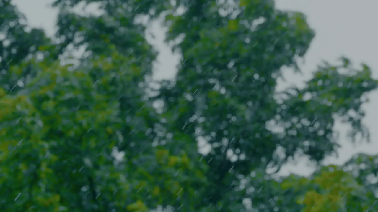 Slow motion rainfall with trees in the background