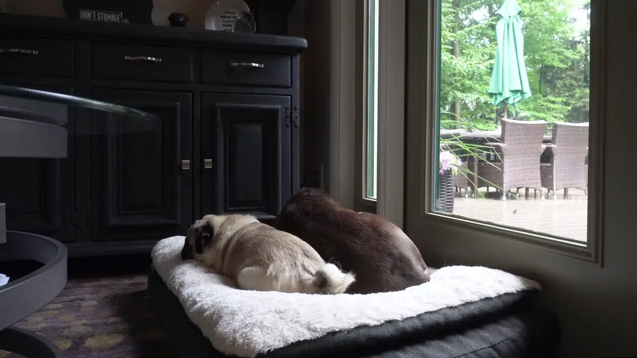 30 Second clip of a Pug and German Short Hair lounging together