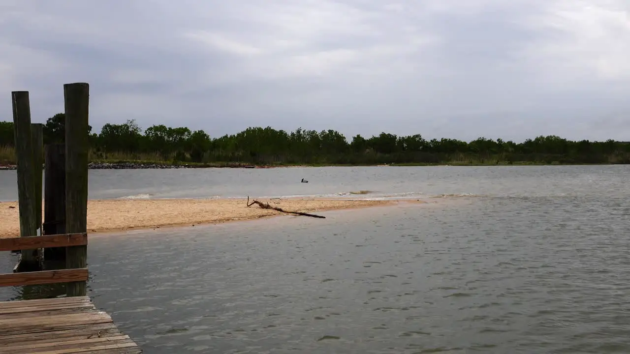 Pelican floating around a small inlet of Mobile Bay