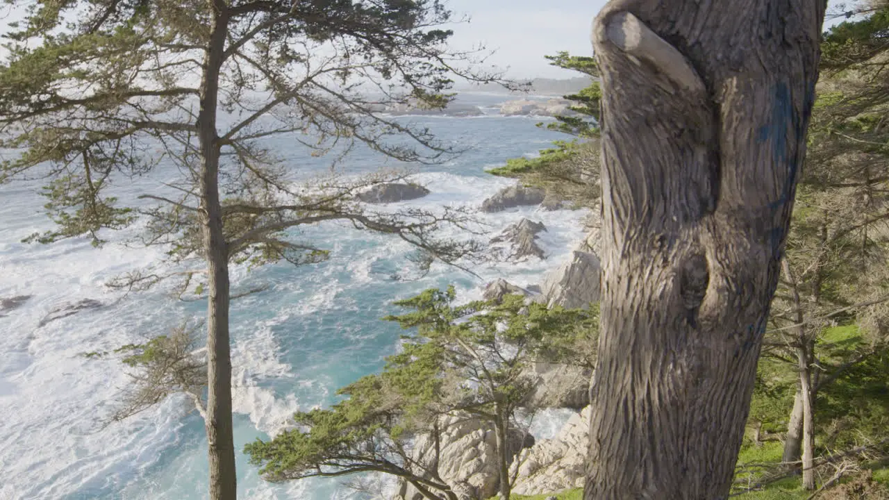 Stationary shot the trees on a hill side at Big Sur California with calming waves rolling through the background of the pacific ocean