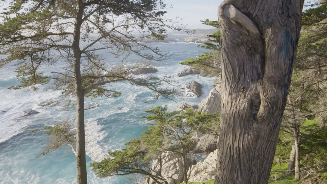 slow motion shot through trees on the mountainside in Big Sur California with calming waves rolling through the Pacific Ocean