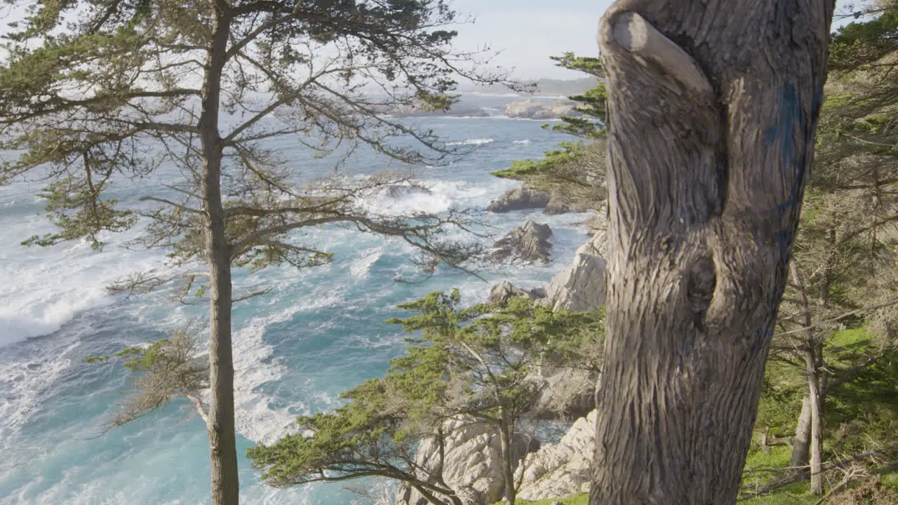 Stationary shot of trees on a hill side with calming waves crashing n the background located at Big Sur California