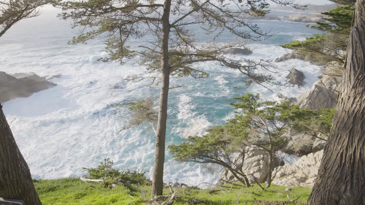 Stationary shot of a tree on the hill side of Big sur California with waves in the pacific ocean crashing in the background