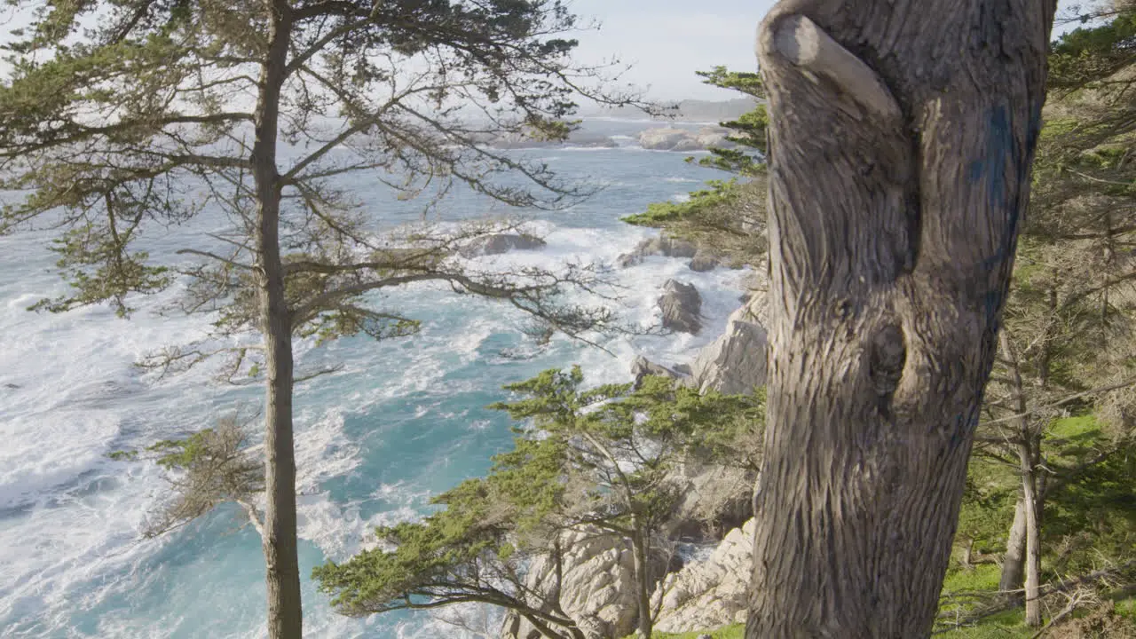 Stationary shot through trees on a hill side with relaxing waves crashing in the background located at Big Sur California