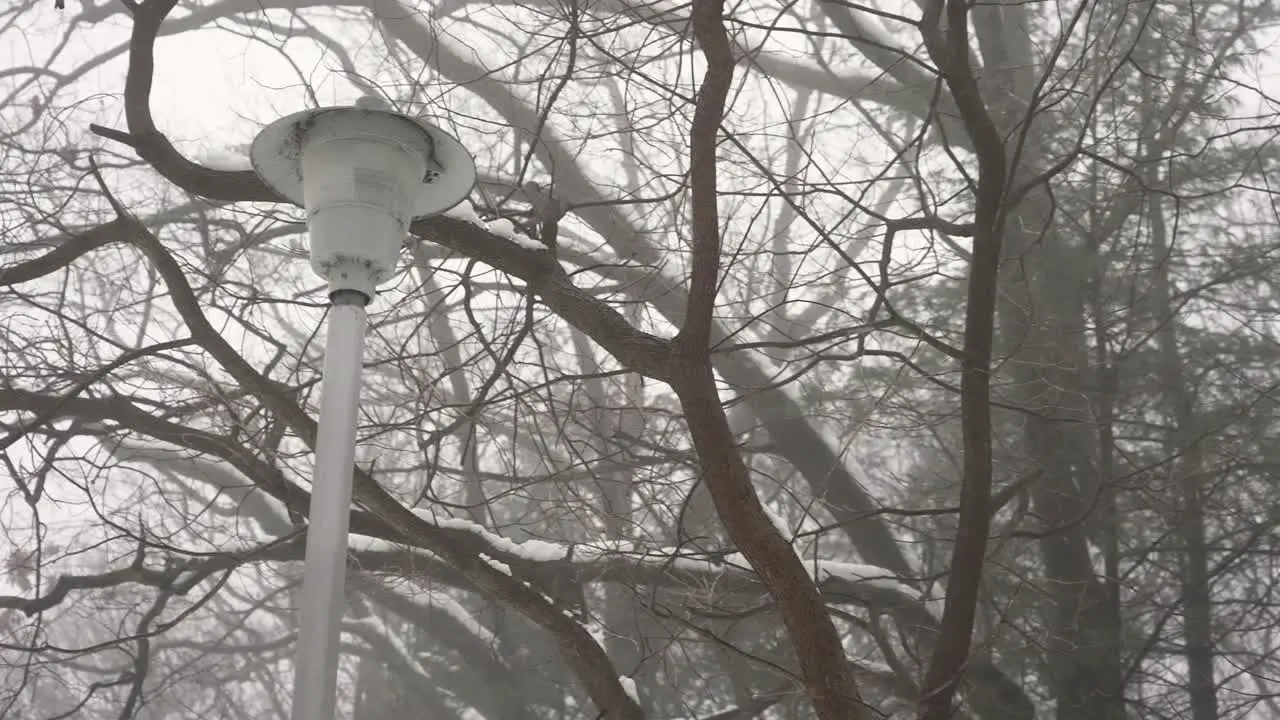 Street light in parallax focus