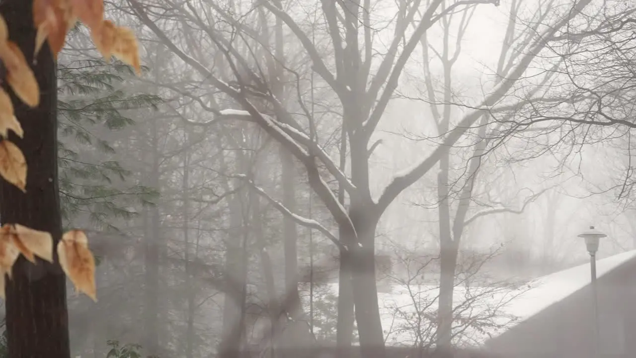 Focusing on the misty background of a winter day