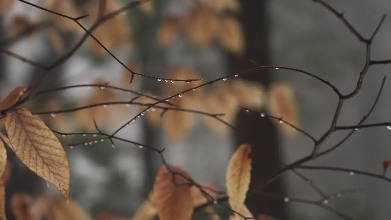 Trees in winter