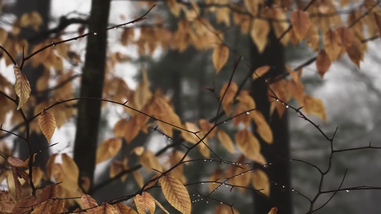 Woods view of melting snow and rising temperatures