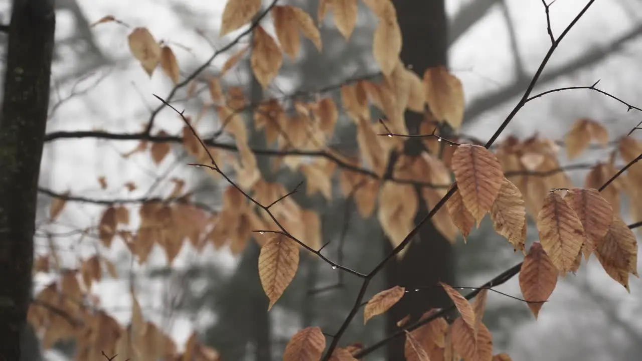 Panning across dead leaves hanging on in Winter