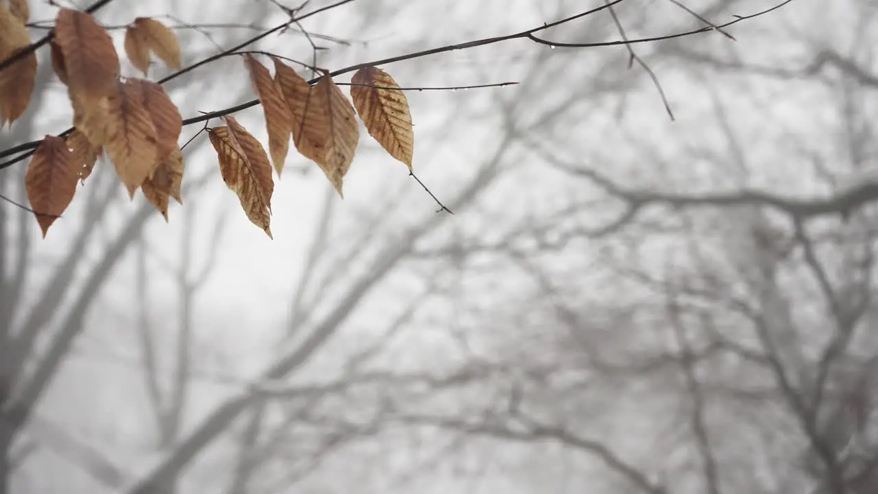 Misty background as rising temps melt snow