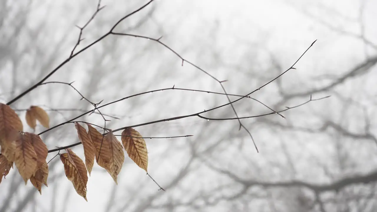 Slow movement across branches of dead leaves and winter dew