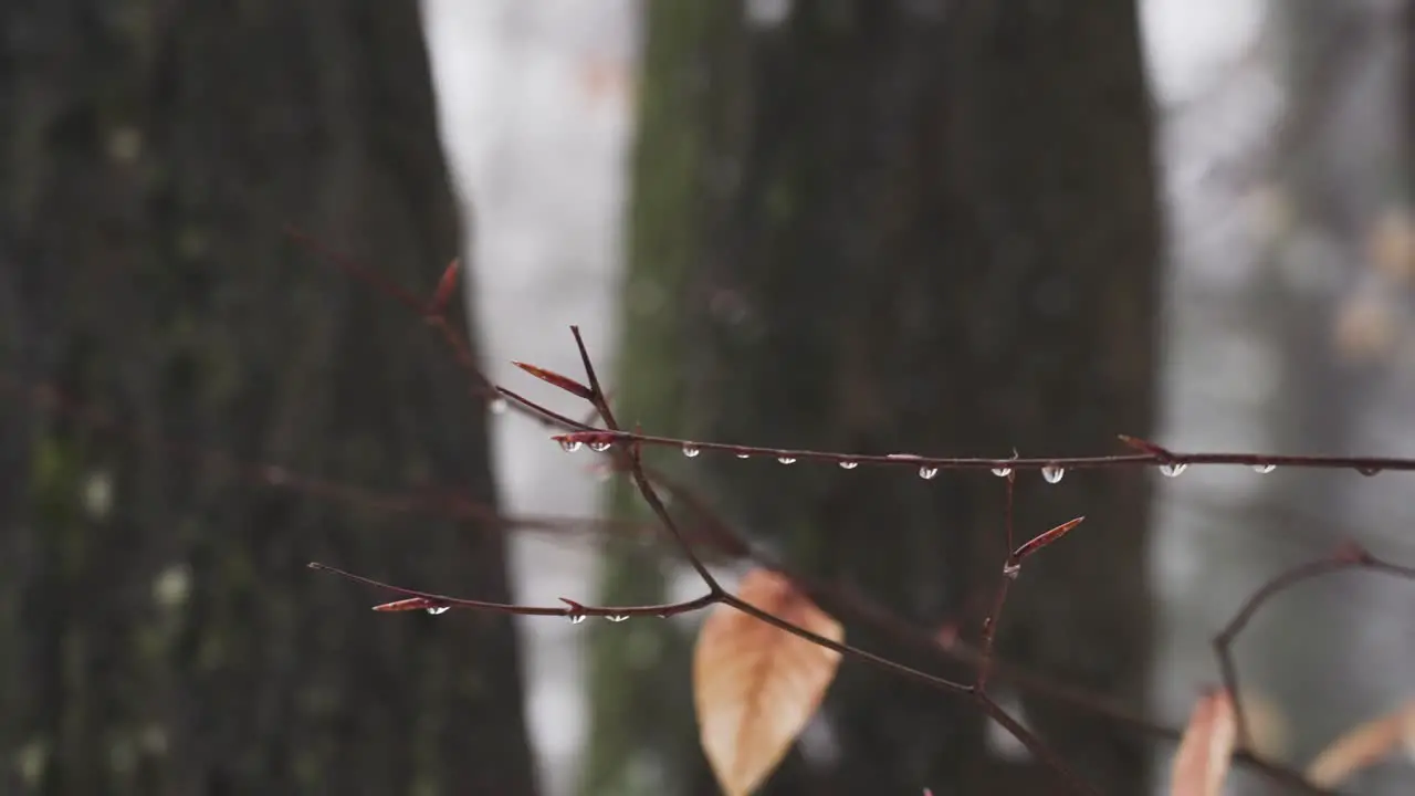 Dew Drops in extreme close up after a Winter heat wave