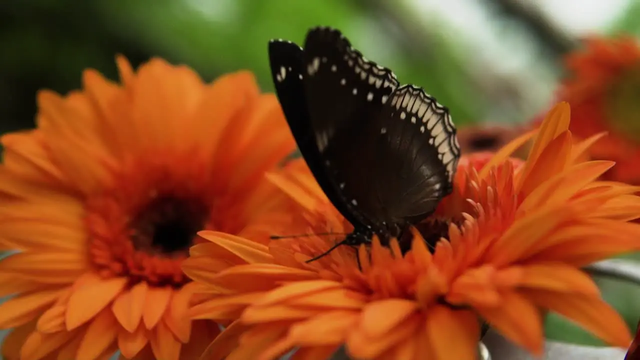 Blue Moon Butterfly Perching In Blooming Orange Gerbera