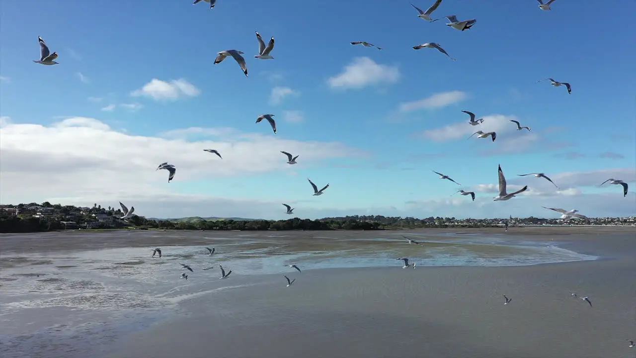 Flock of seagulls fly around panorama of Half Moon Bay Auckland aerial shot