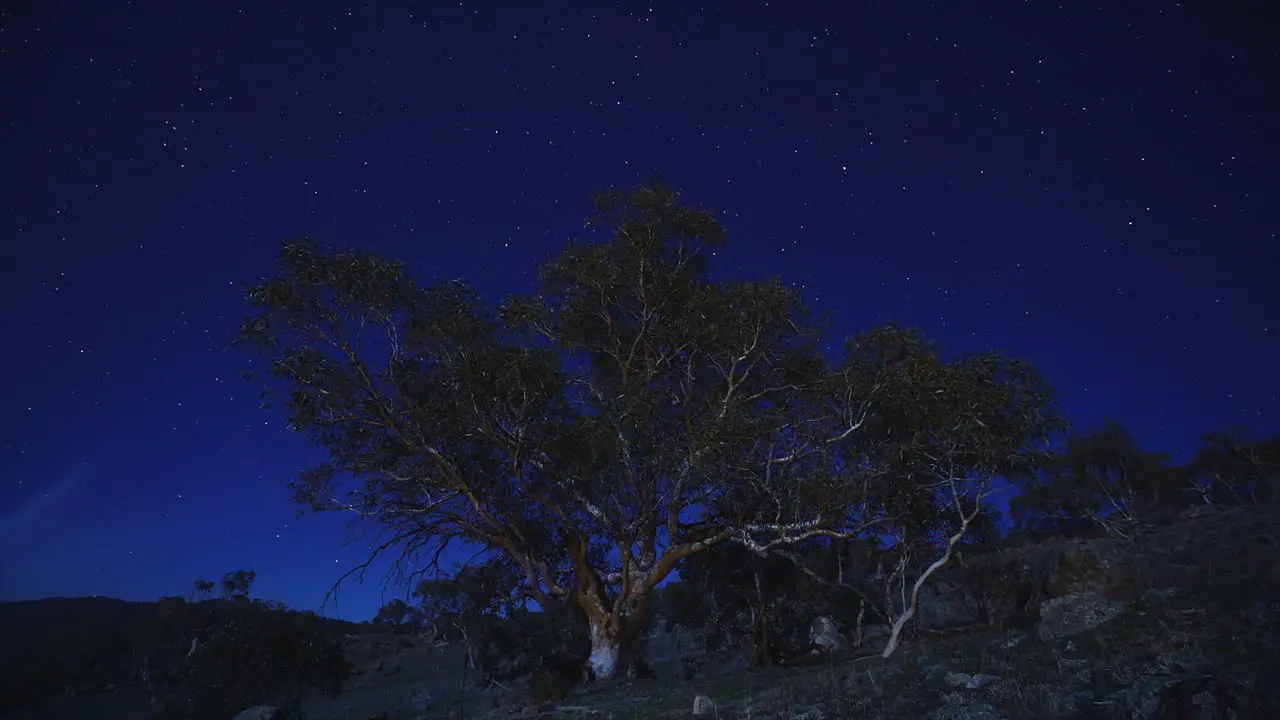 Australia Moon light star Snow Gum Tree Star Lapse really cool unique outback establishing time shoot by Taylor Brant Film