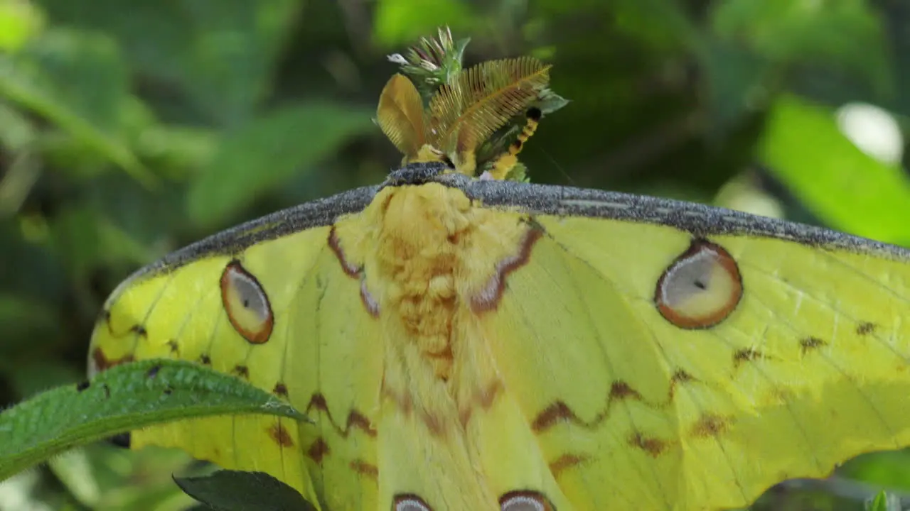 Madagascan comet moth medium to close-up shot of butterfly sitting motionless in a bush greenish background