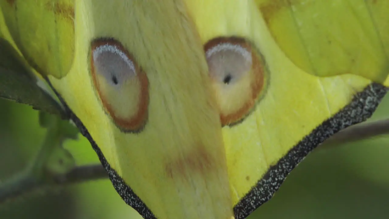 tail of Madagascan comet moth close-up shot sitting motionless on a bush greenish background