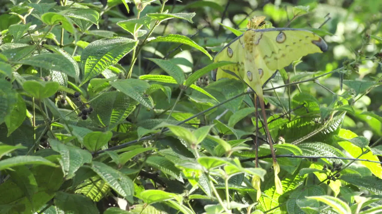 Madagascan comet moth long shot shot of butterfly sitting motionless in a green bush during sunny day