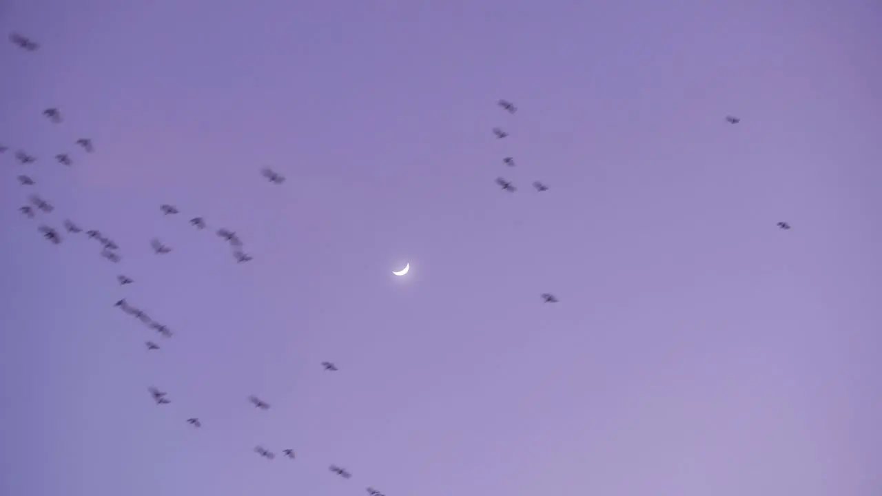 Flock of storks migrating to the Tonle Sap Lake against a pinkish blue evening sunset with moon crescent