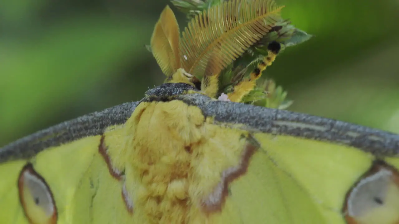 mouth of Madagascan comet moth close-up shot sitting motionless on a bush greenish background