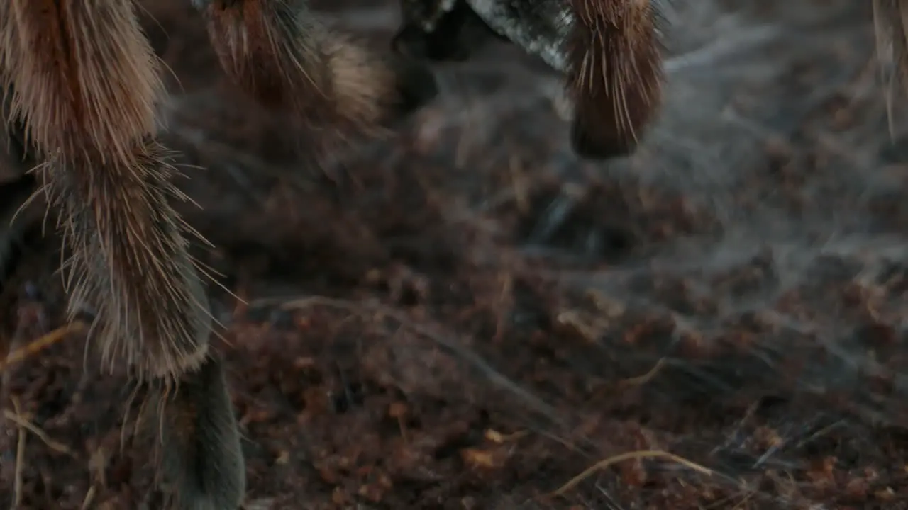 Tarantula feet and webbing on the ground