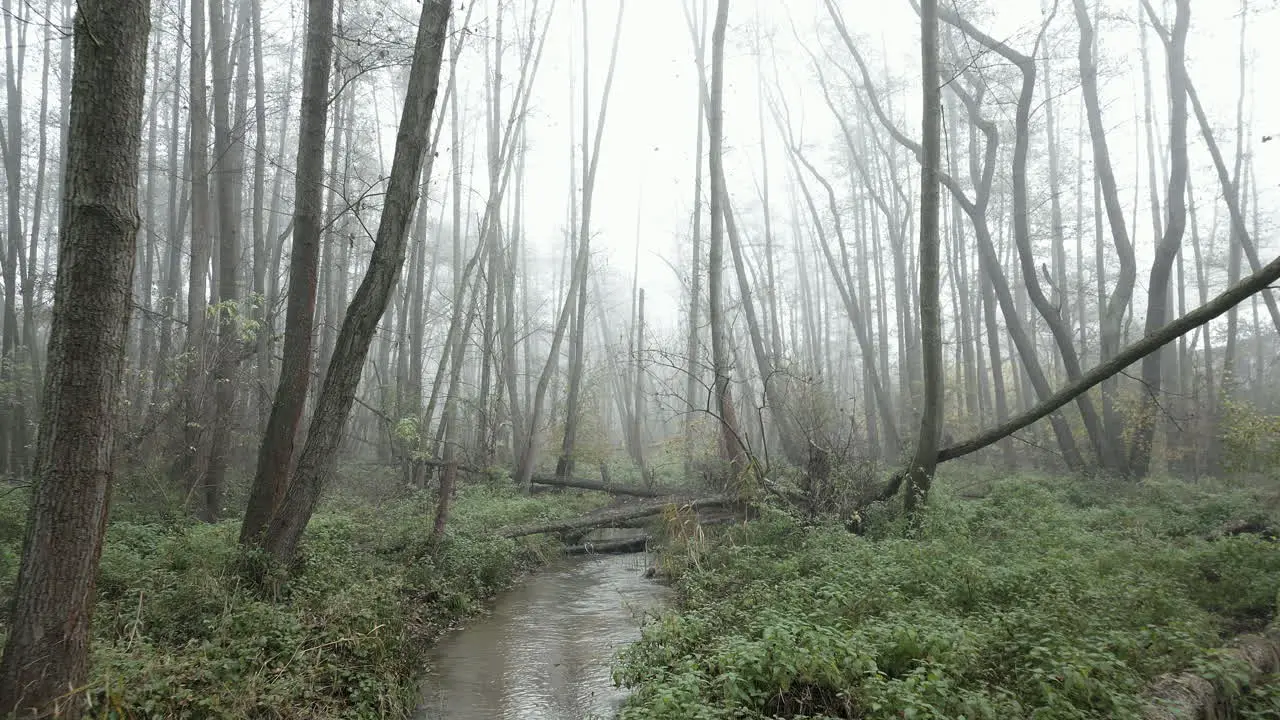 Mysterious deserted forest with a stream shrouded in mist