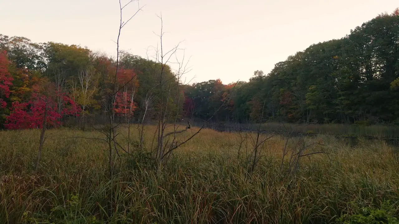 The Marsh of Forest park in Autumn