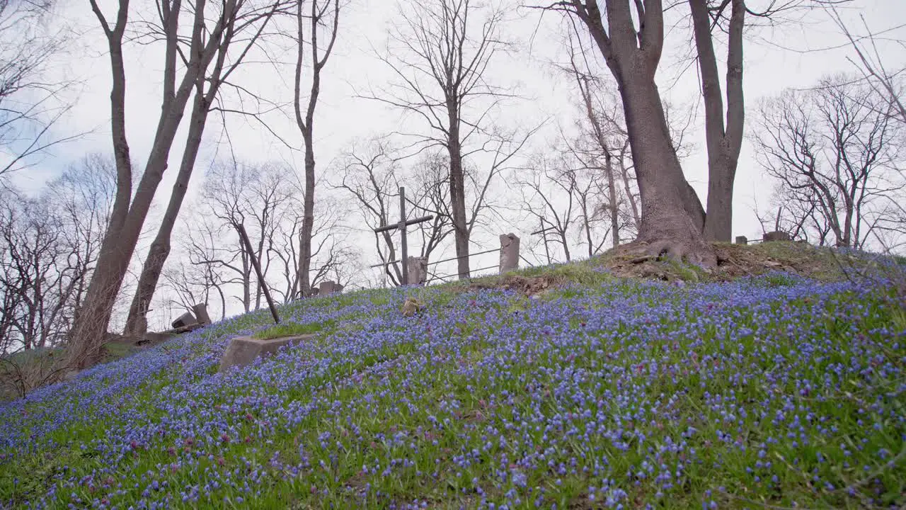 Errected Cross on Hill Covered with Blue Hepatica Flowers and Trees Growing in Background