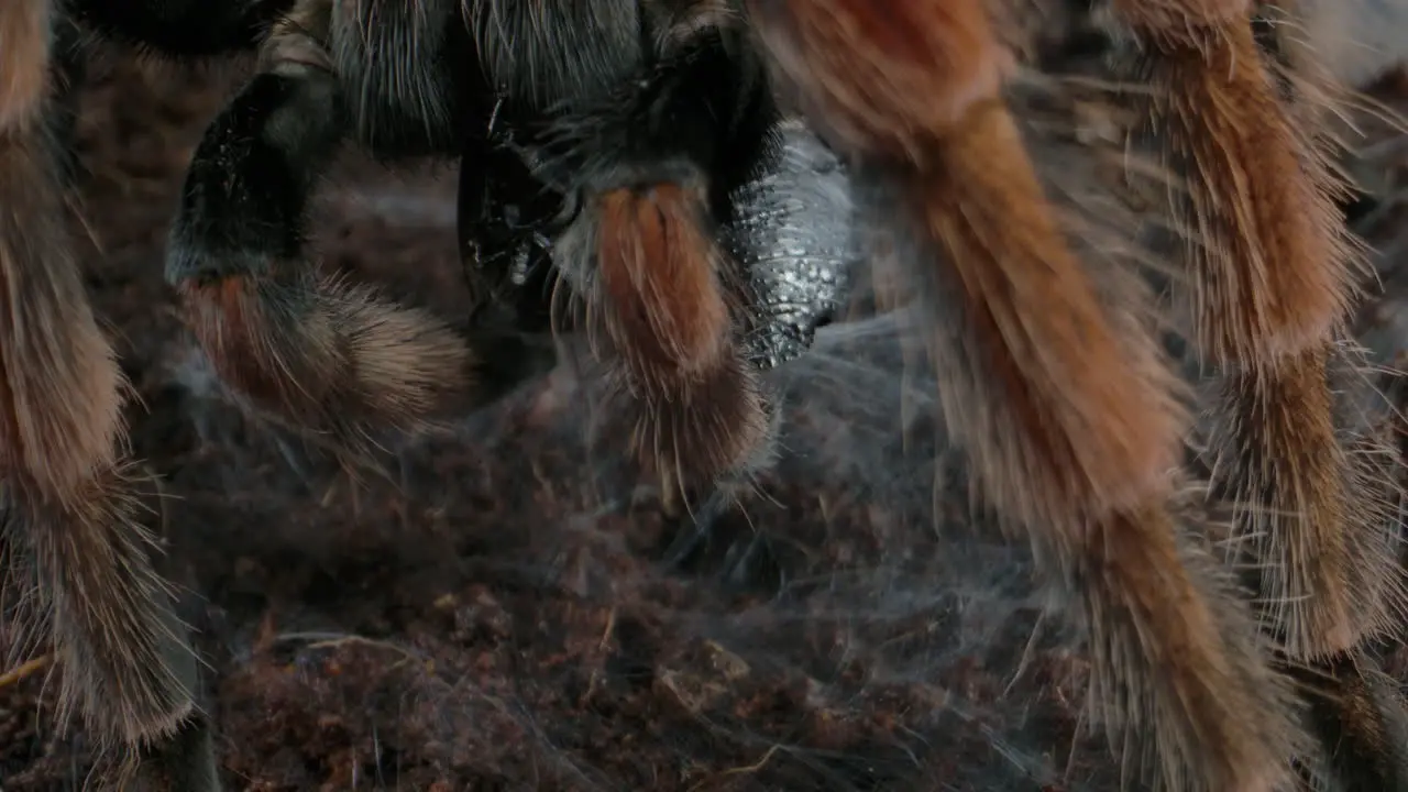 Tarantula using web to store his prey