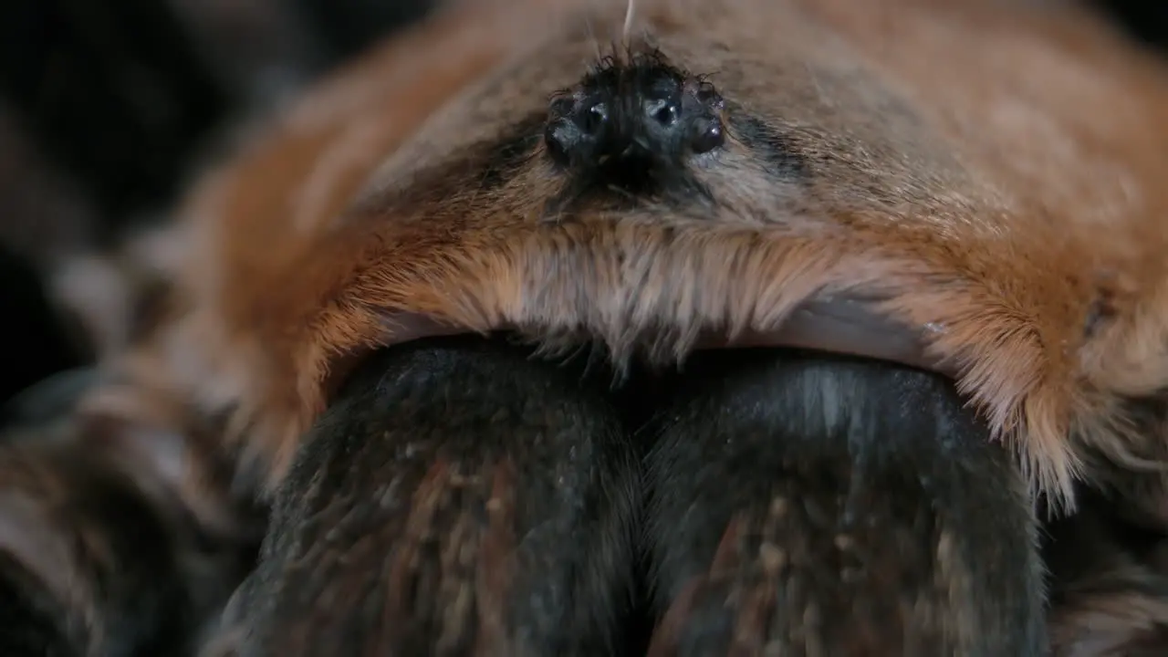 Tarantula macro of mandibles and eyeballs