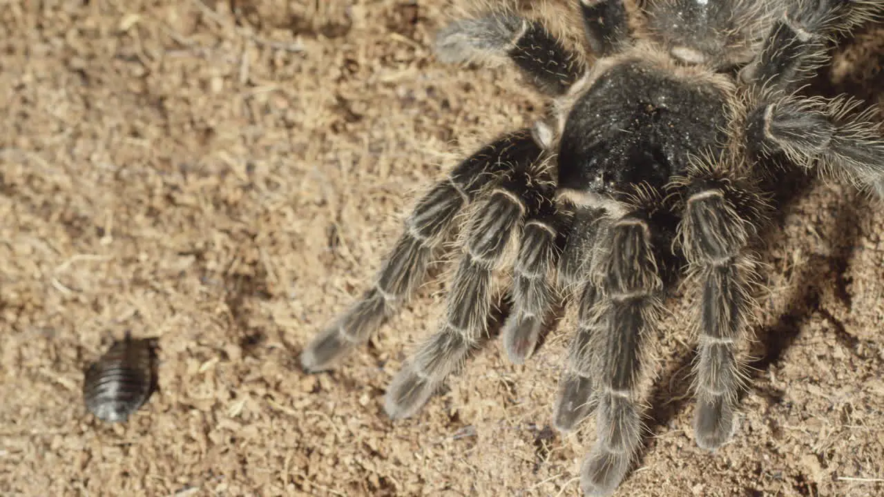 Tarantula in the dirt with a cockroach