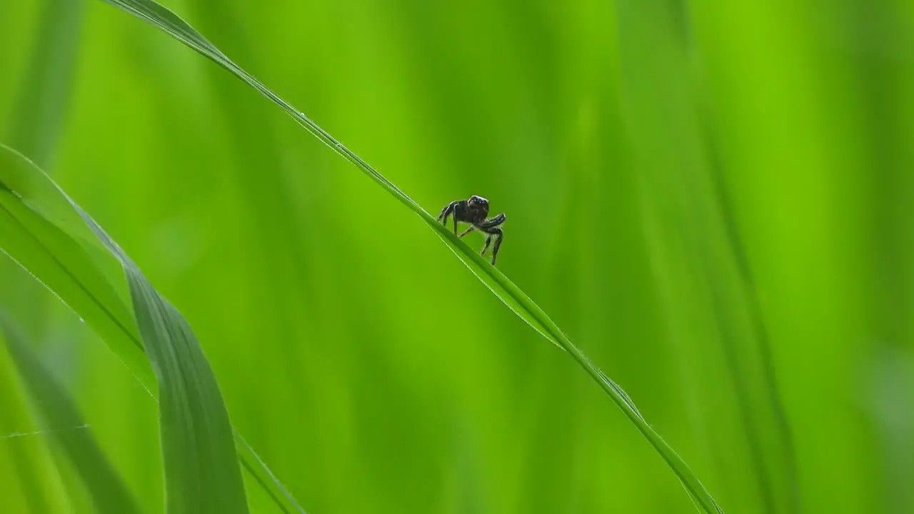 Spider green rice grass playing eyes 