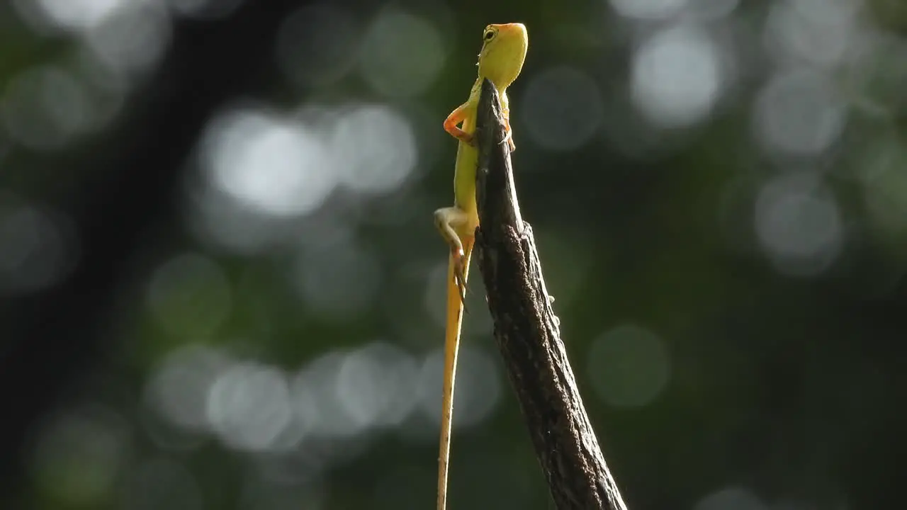 Lizard waiting for hunt relaxing 