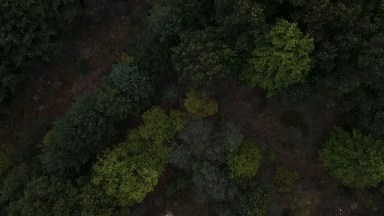 A bird's eye of dark and lush trees of various species