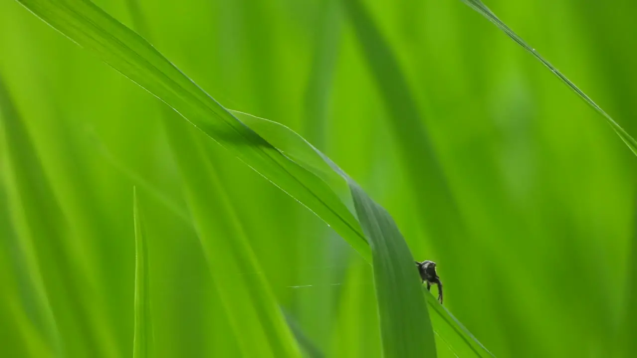 Spider in green grass rice 