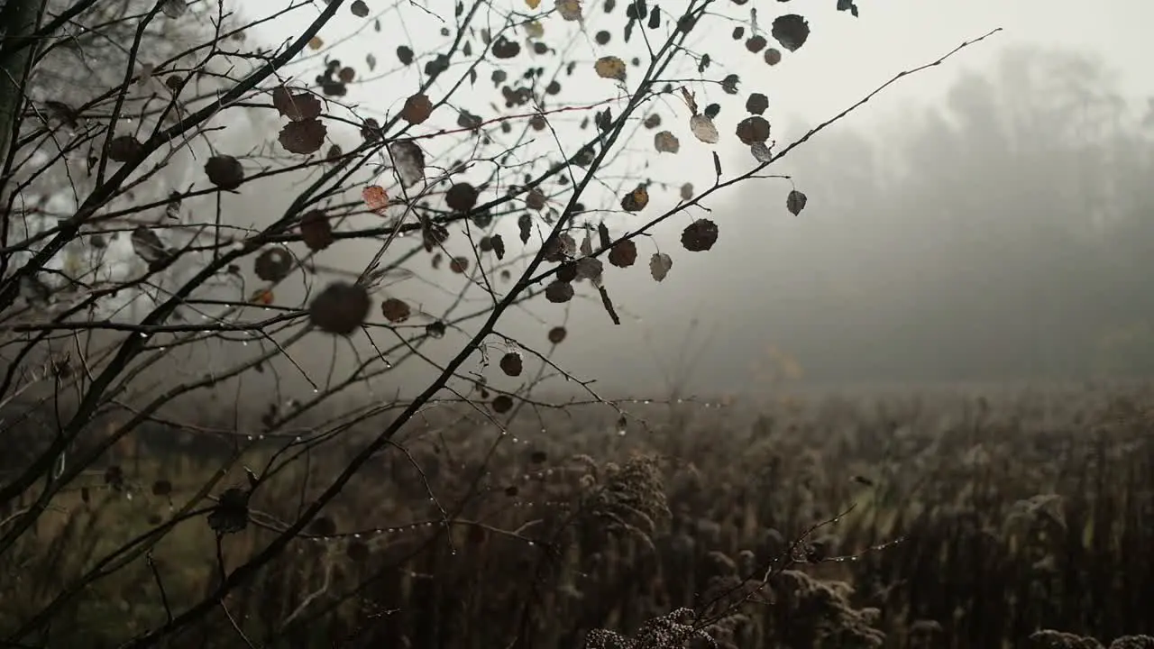 Autumn brown leaves on branches on foggy day in forest slow motion