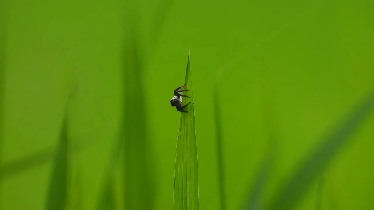 SPider making web green background 