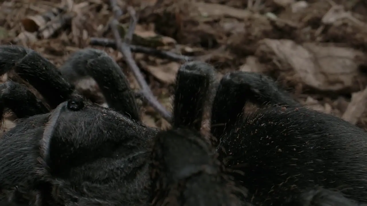 Slow pan across tarantula on forest floor