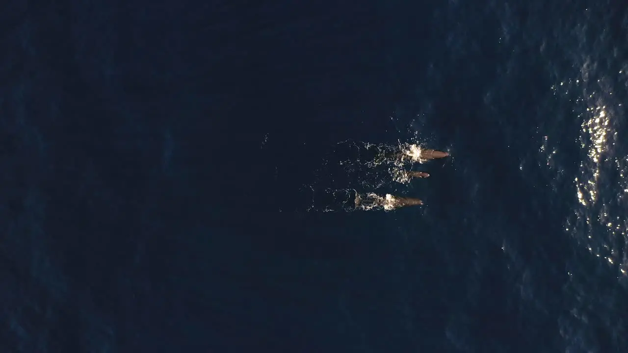 Aerial shot of a family of three whales swimming together on the surface