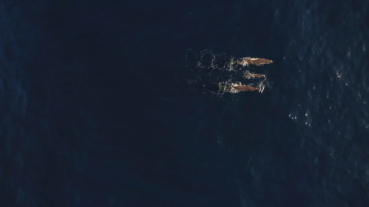 Drone shot of a family of three whales swimming together on the surface