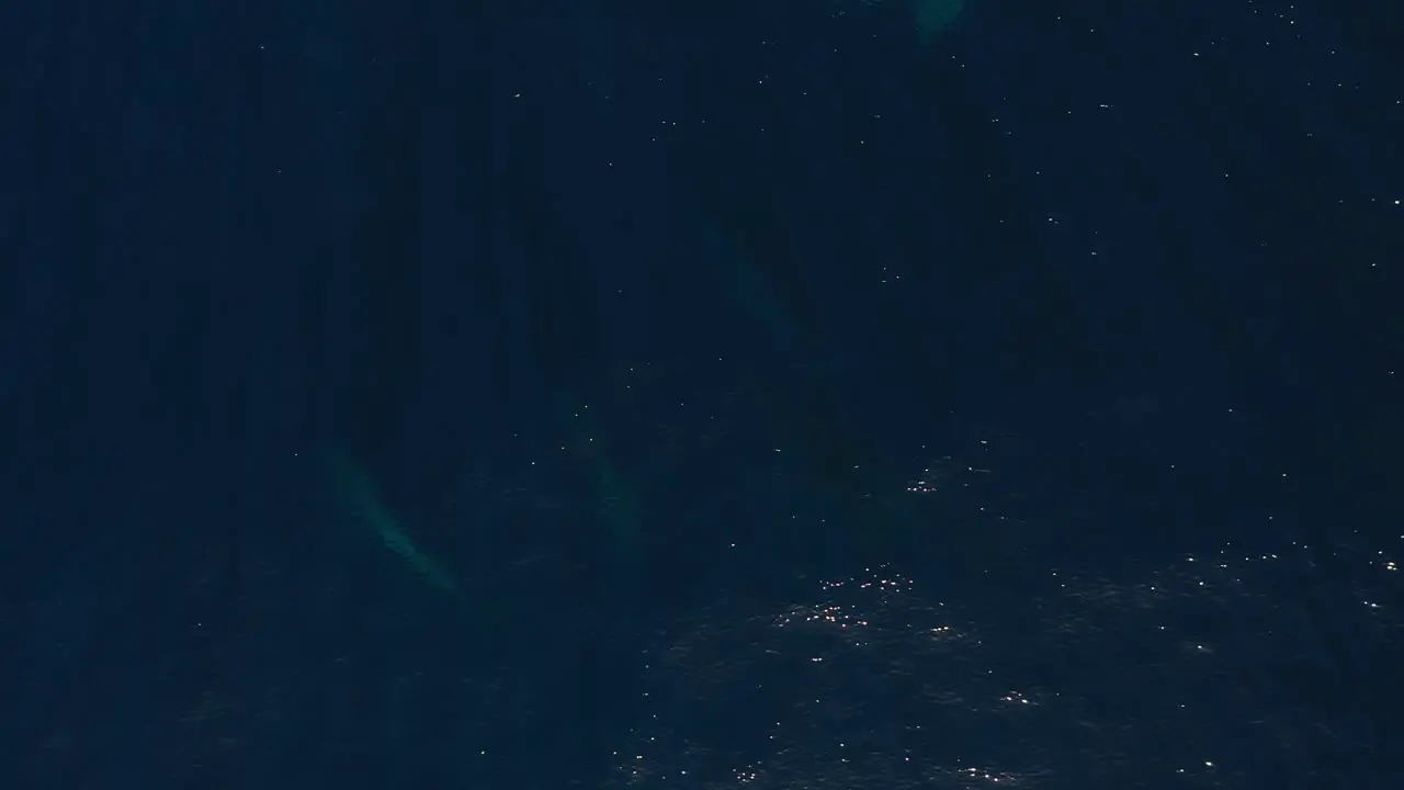 A group of Humpback whales are swimming just beneath the surface making them blurry