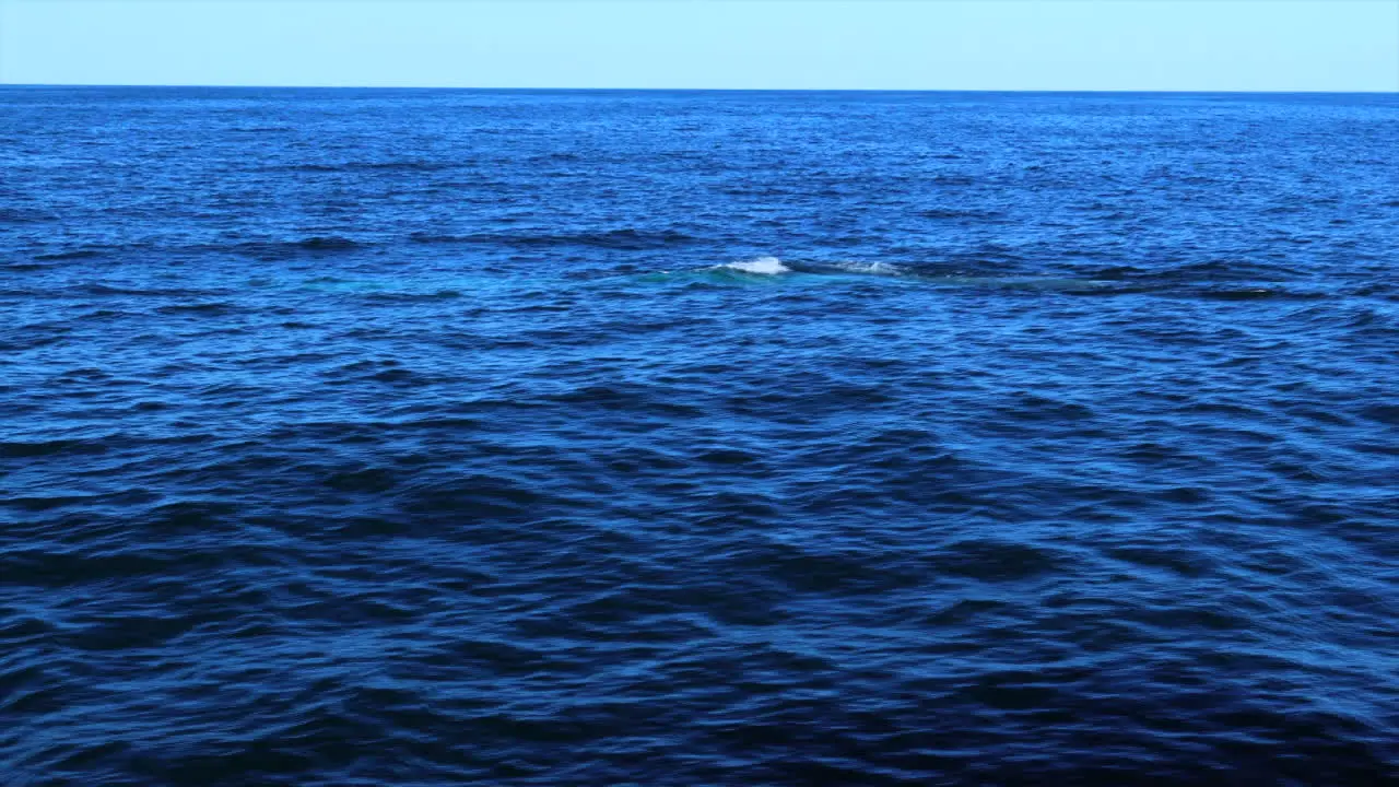 Blue whale surfacing in glittering sunlight with rainbow in the Pacific Ocean