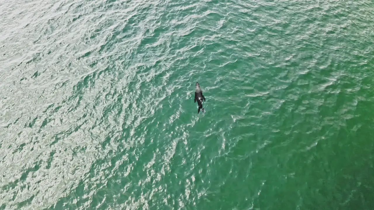 Cape Fur Seal Swimming On The Deep Blue Sea In Vleesbaai Western Cape South Africa At Daytime