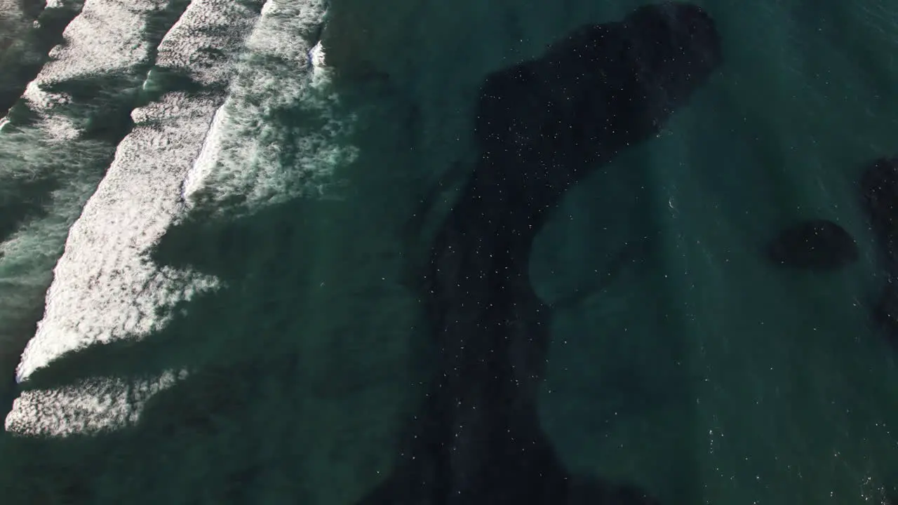 Aerial View Birds Flying Over Coastline Off Matanzas Chile Over Shoal Of Fish