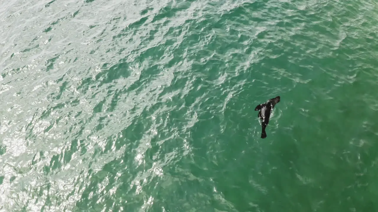 Cape Fur Seal Swimming In The Bright Blue Sea In Vleesbaai Western Cape South Africa aerial shot