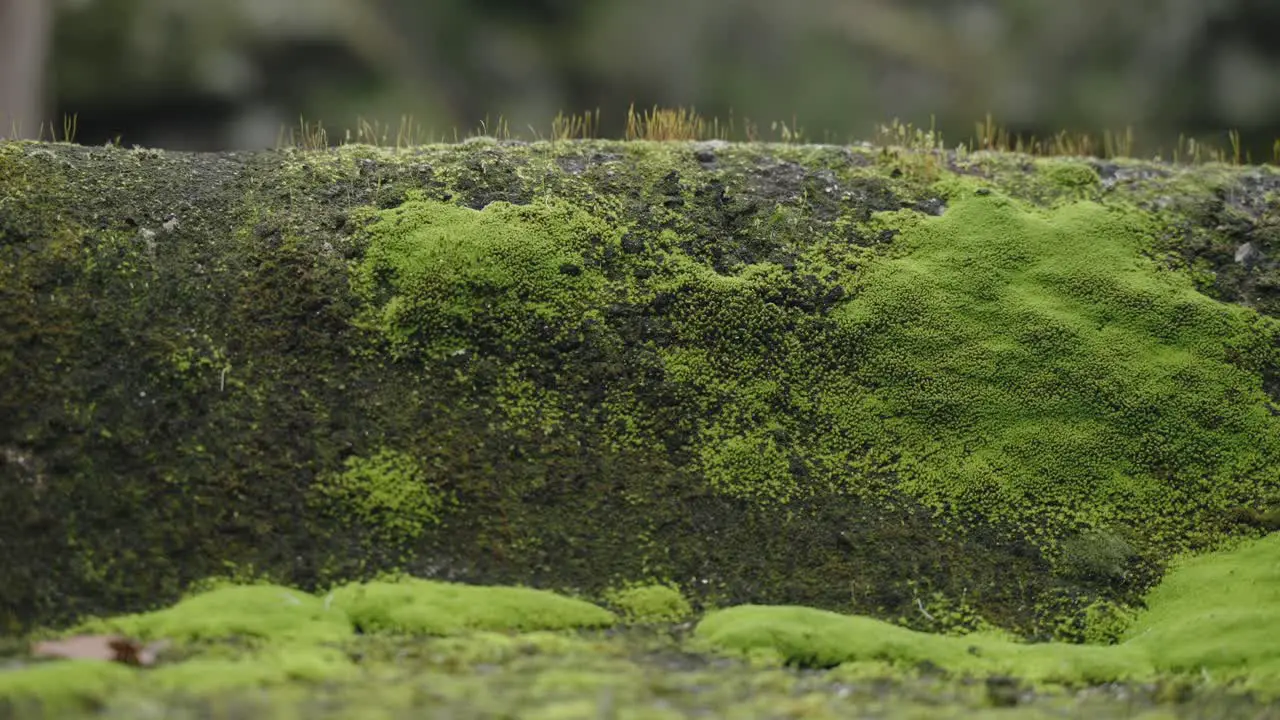 Moss-Covered Stone Surface Macro View