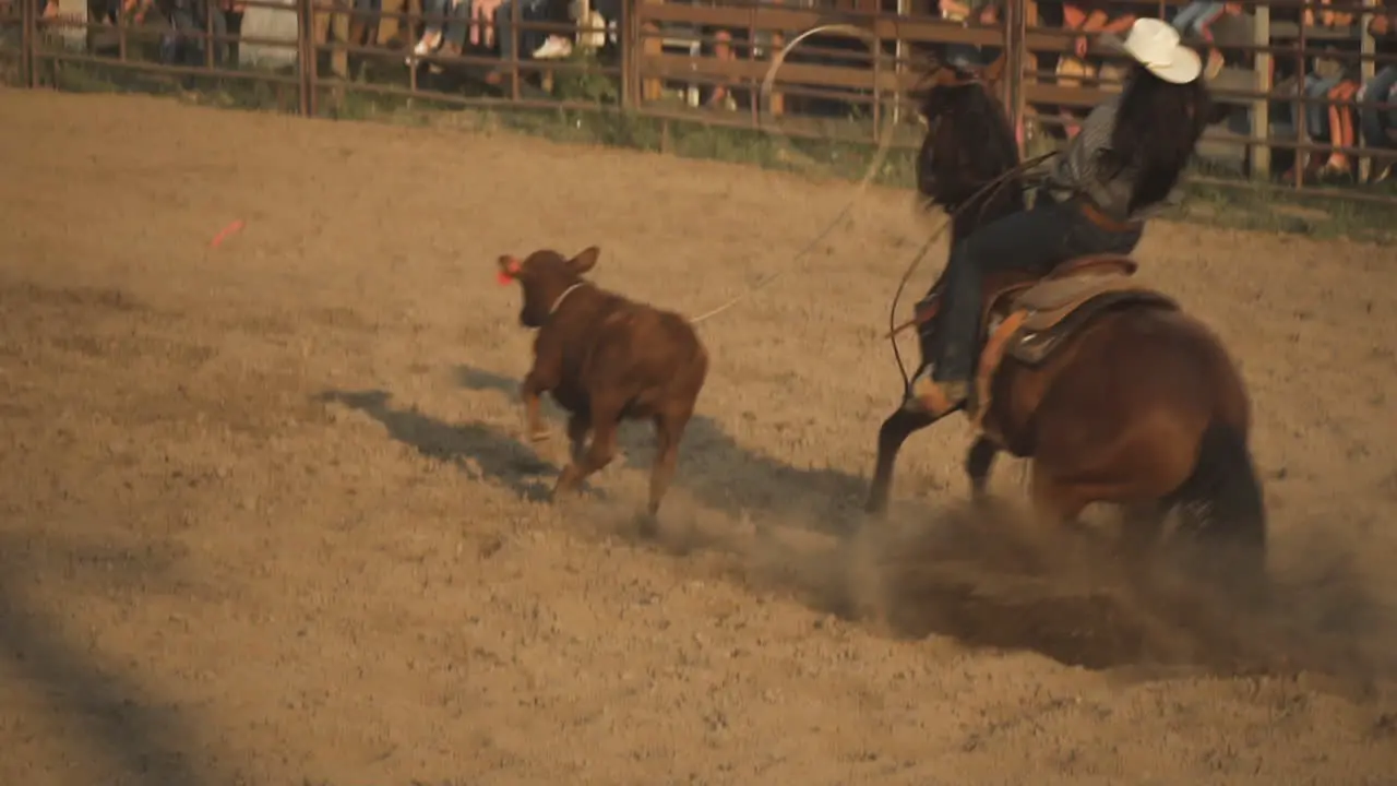 Cowboys on horseback lassoing a running calf at in a dusty arena at a country rodeo